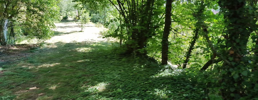allée propriété.jpg